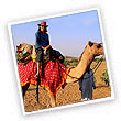 rajasthan camel safari tour